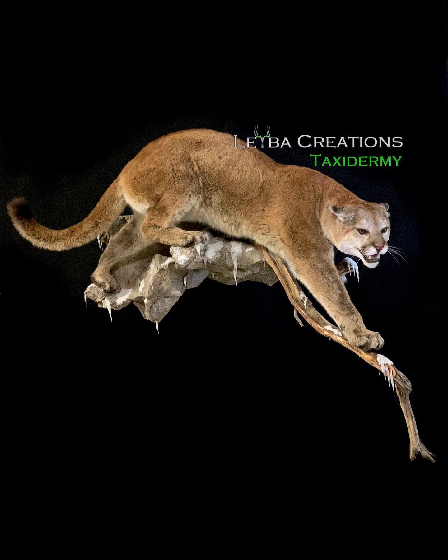 A mountain lion is laying on top of a skull.