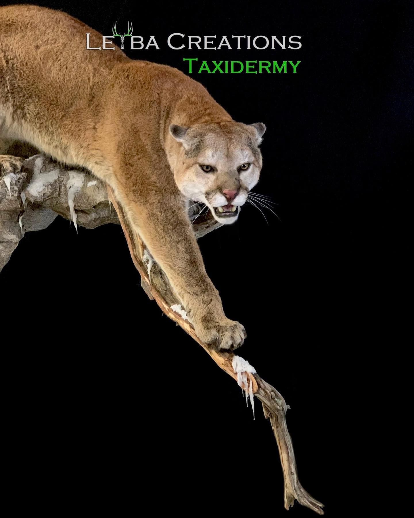 A mountain lion is laying on a branch with its mouth open.