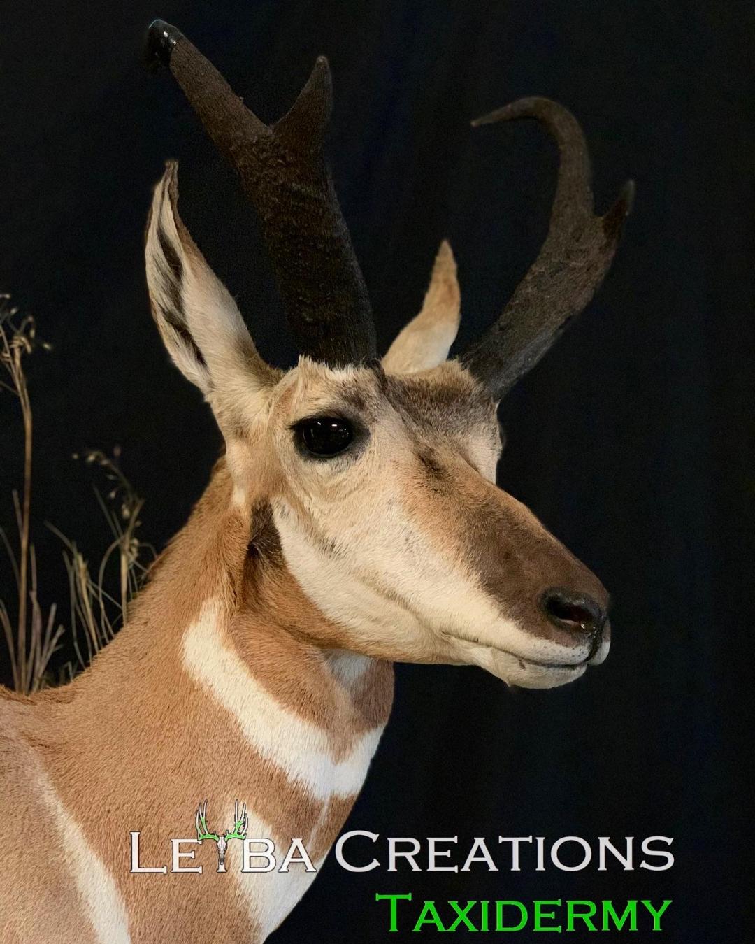 A taxidermy display of a antelope with a black background