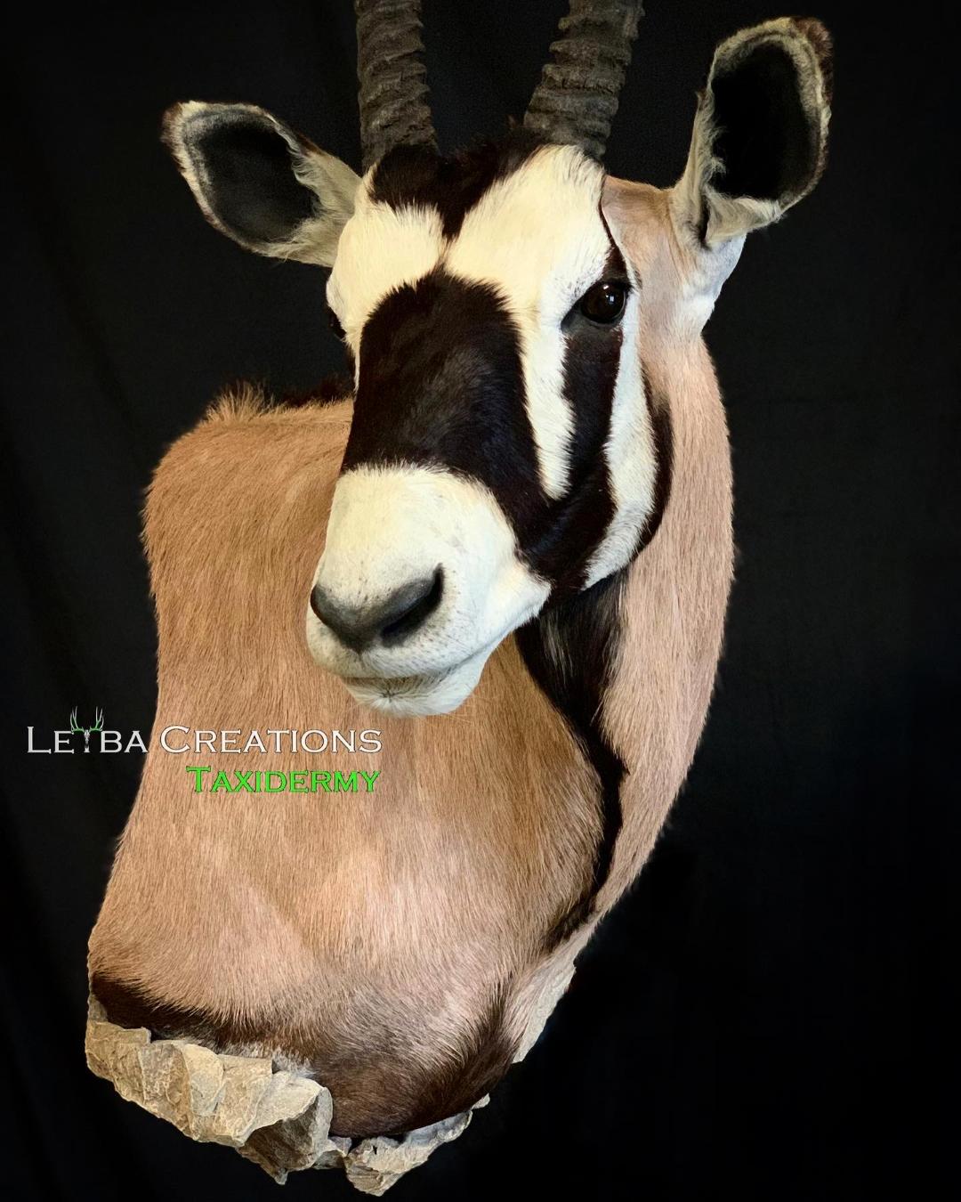A close up of a goat 's head on a black background