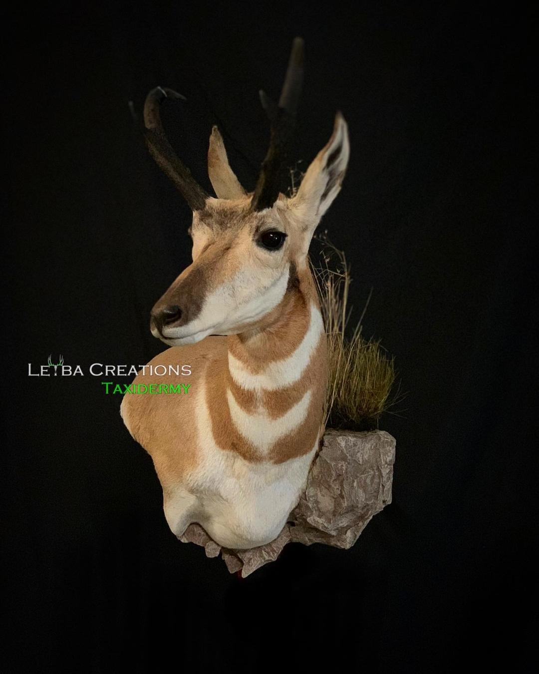 A deer head is sitting on top of a rock on a black background.
