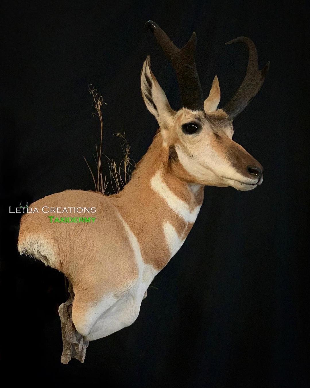 A close up of a deer head on a black background
