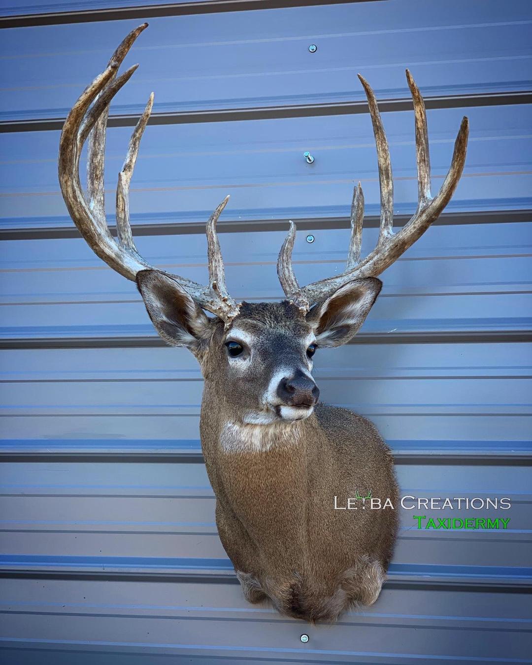 A deer head is hanging on a metal wall.