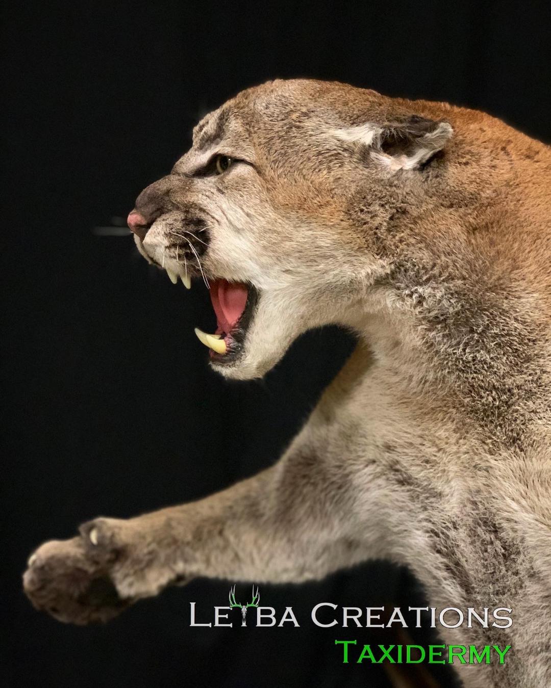A close up of a stuffed mountain lion with its mouth open