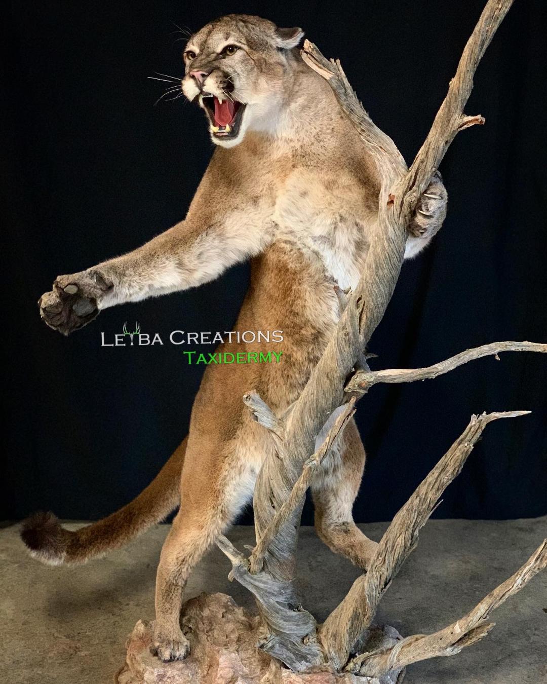 A stuffed mountain lion is standing on a tree branch