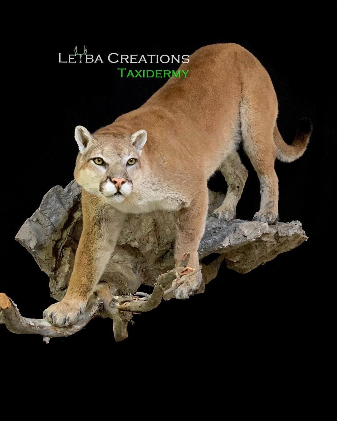 A cougar is standing on a tree branch on a black background.