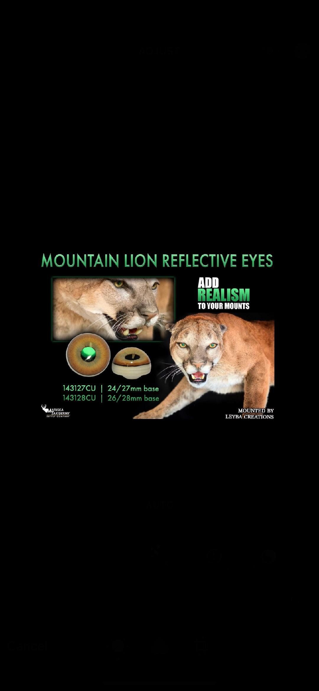 A mountain lion with reflective eyes is on a black background.