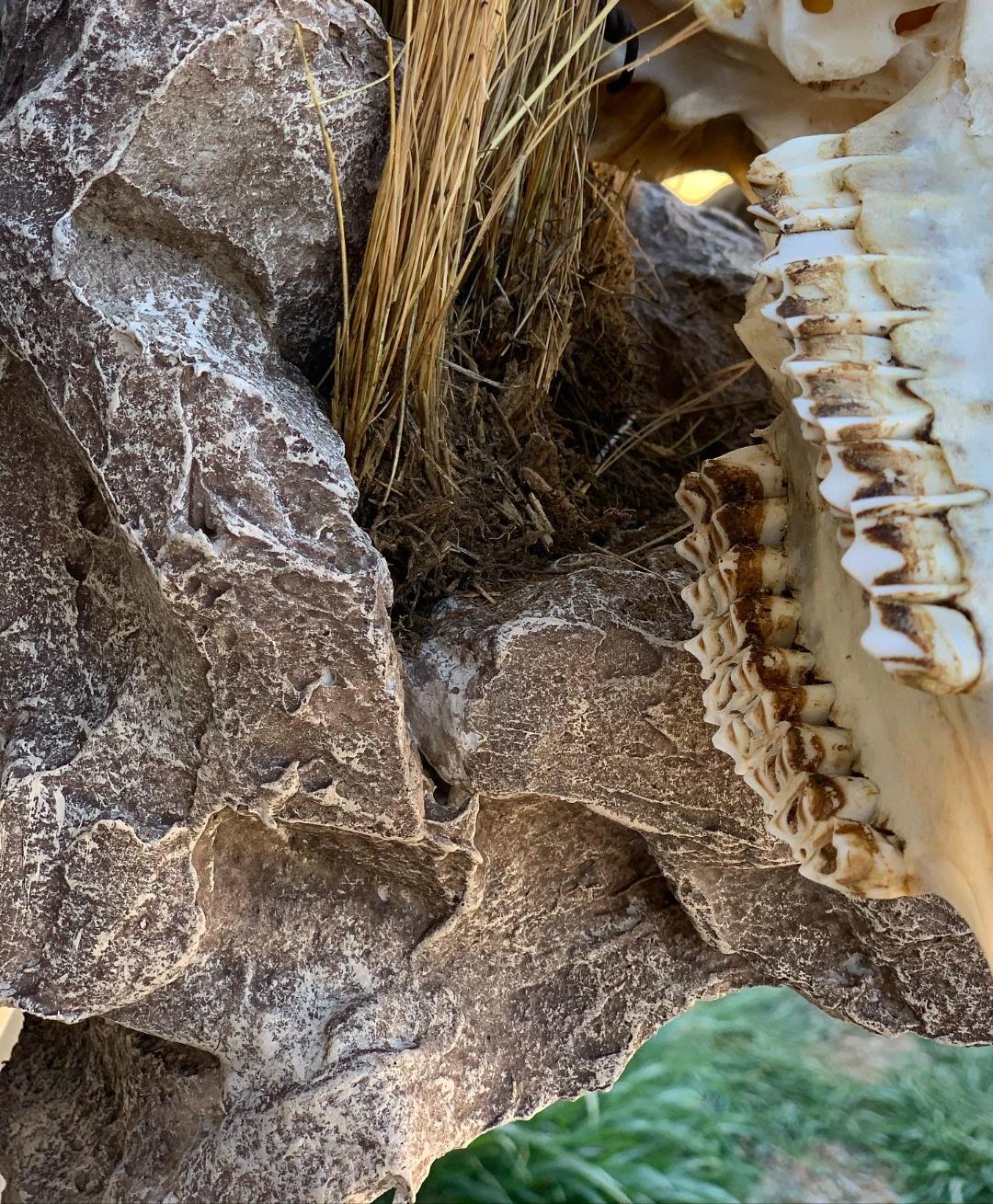 A close up of a skull and a pile of rocks.