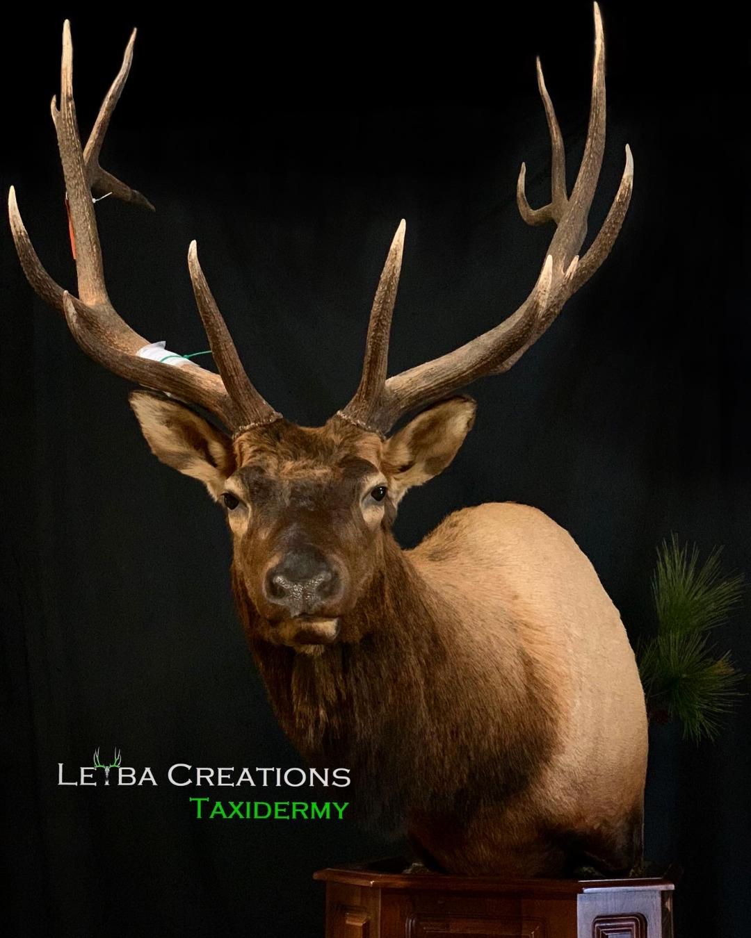 A taxidermy of an elk with a black background