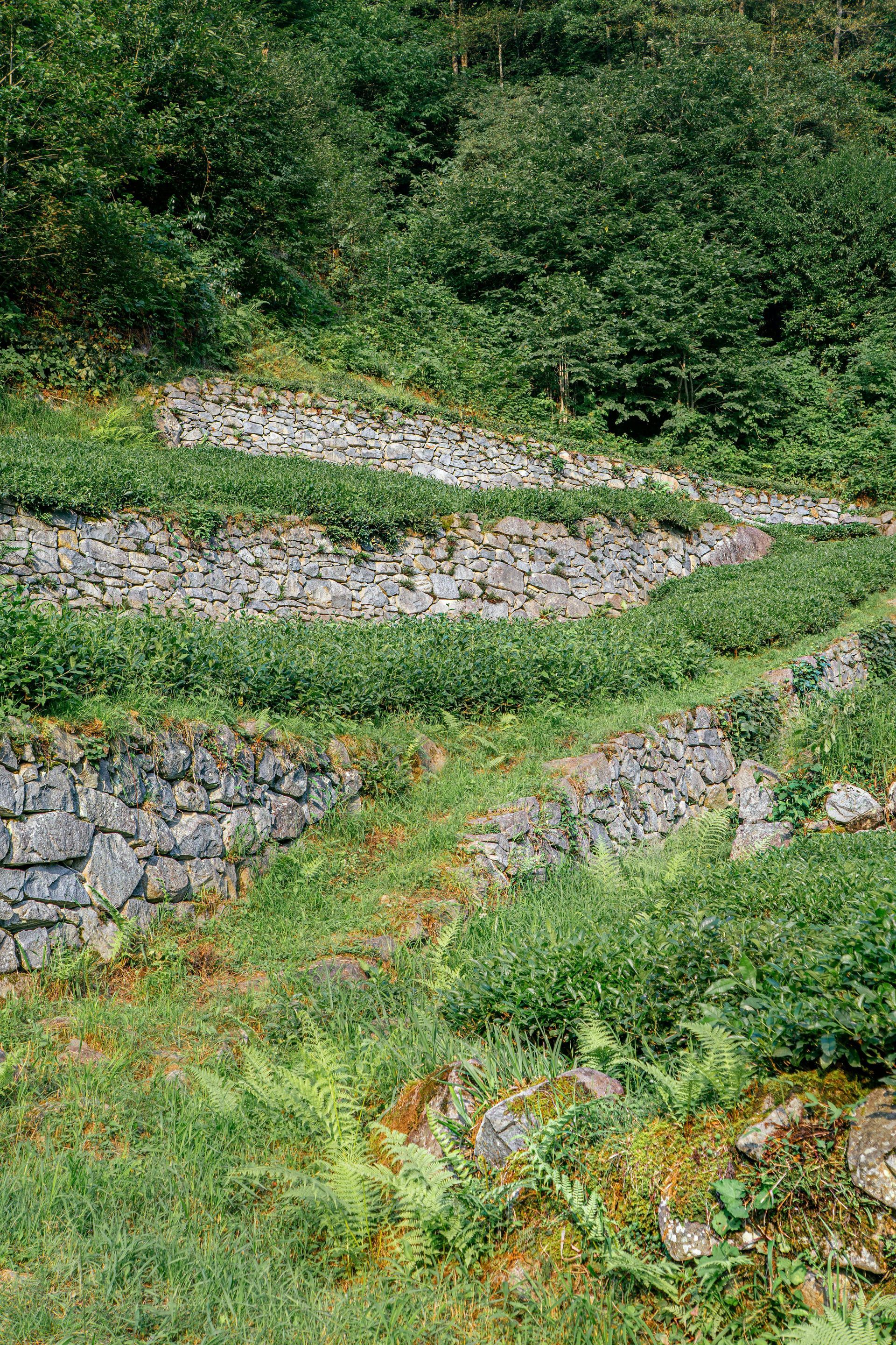 Stone terraces on a hillside with green vegetation, grass, and trees.
