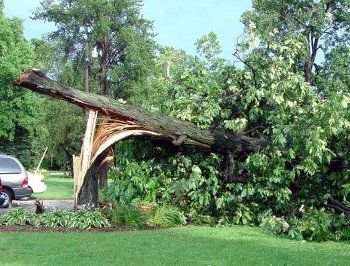 Storm damaged tree