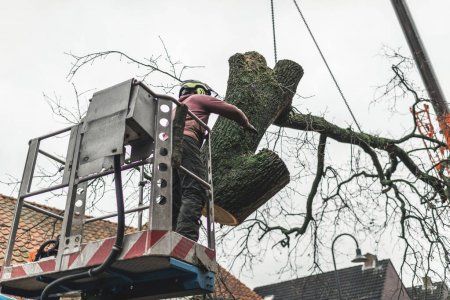 Tree removal in Port Hueneme, CA