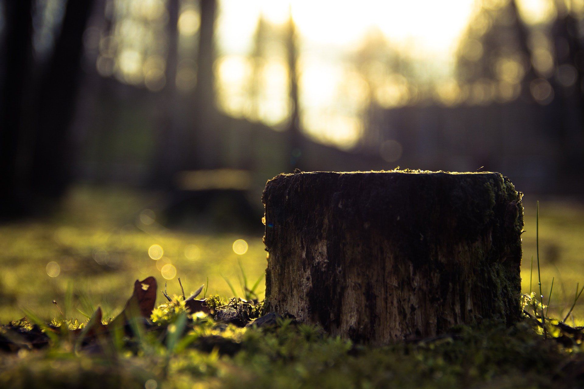Tree stump for removal in Santa Barbara, CA