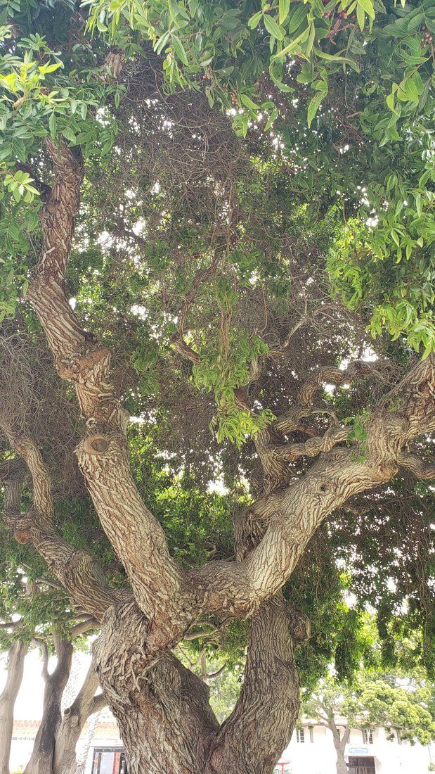 Live oak tree trimming and pruning in Ventura Count, CA