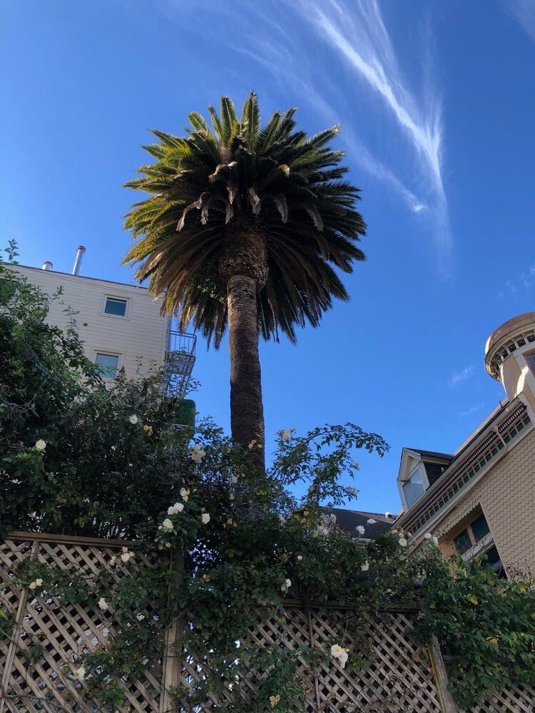 Date palm tree trimming in Ventura, CA