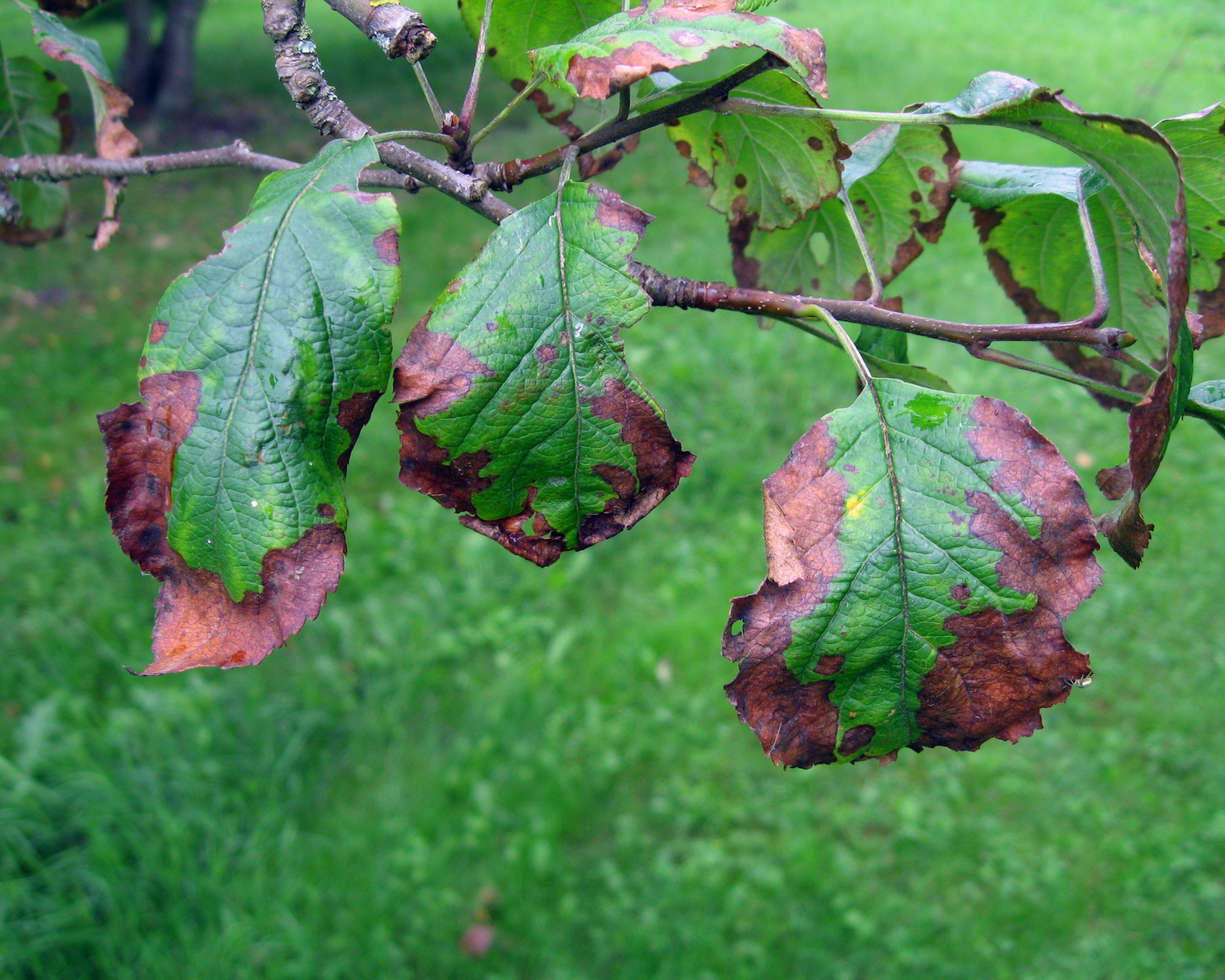 Tree disease that needs to be treated by Ventura Tree Services