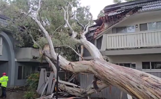 A fallen tree on a building's roof; a person in a yellow jacket stands near the scene.
