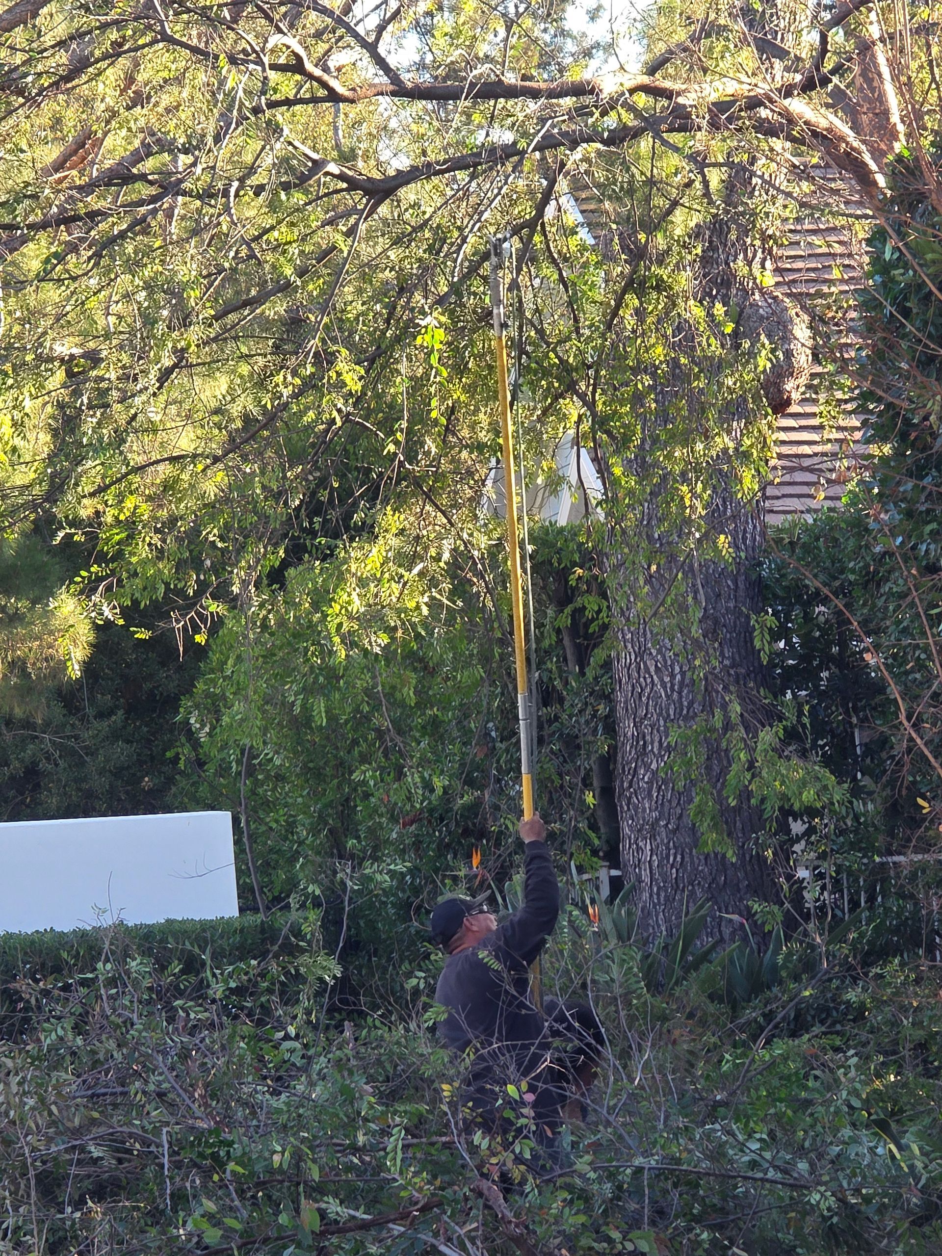 Man trimming tree branches with a long-handled pruning tool; outdoors, sunny day.