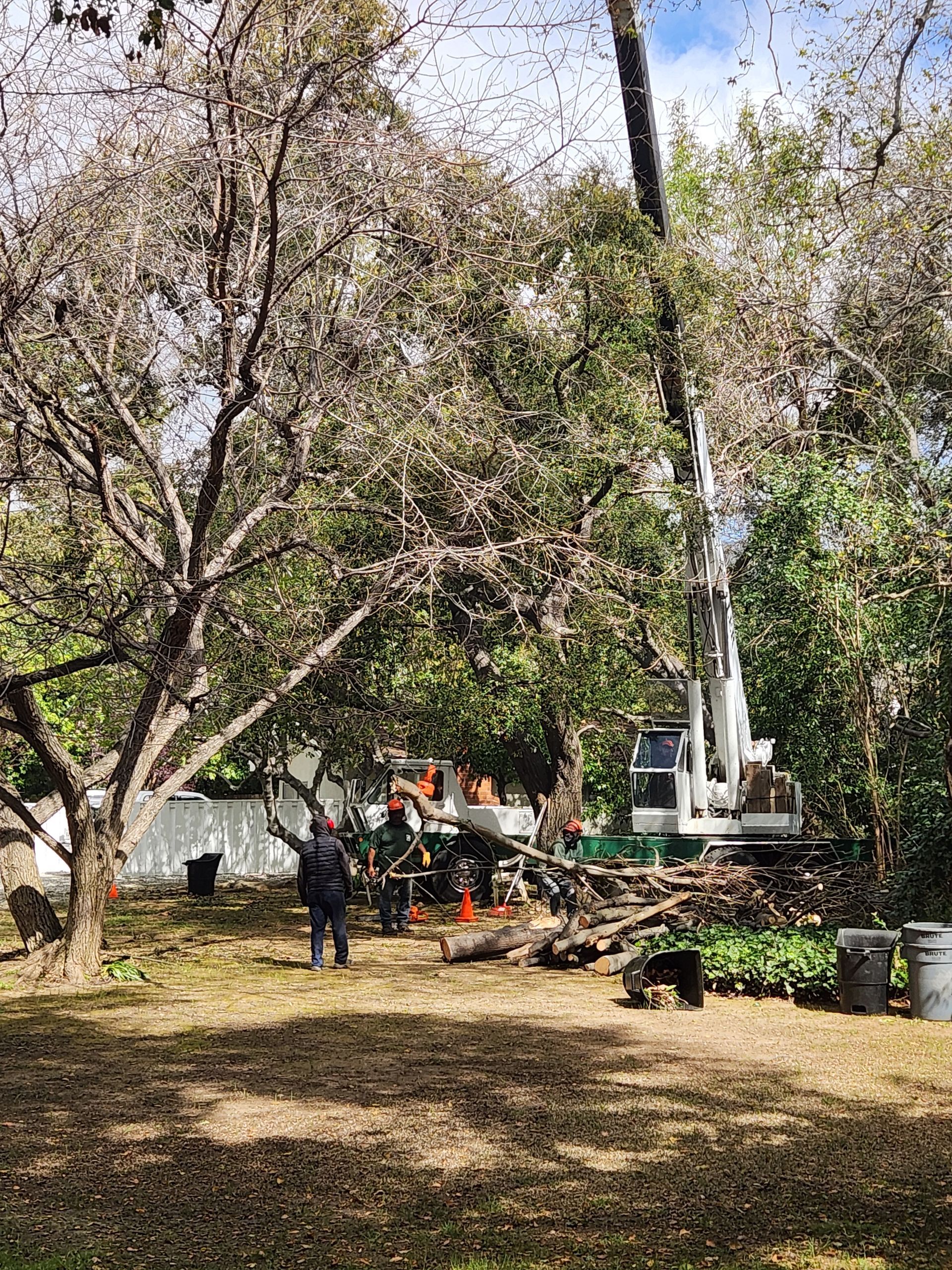 Tree removal in a yard; crane, workers, and felled logs present.