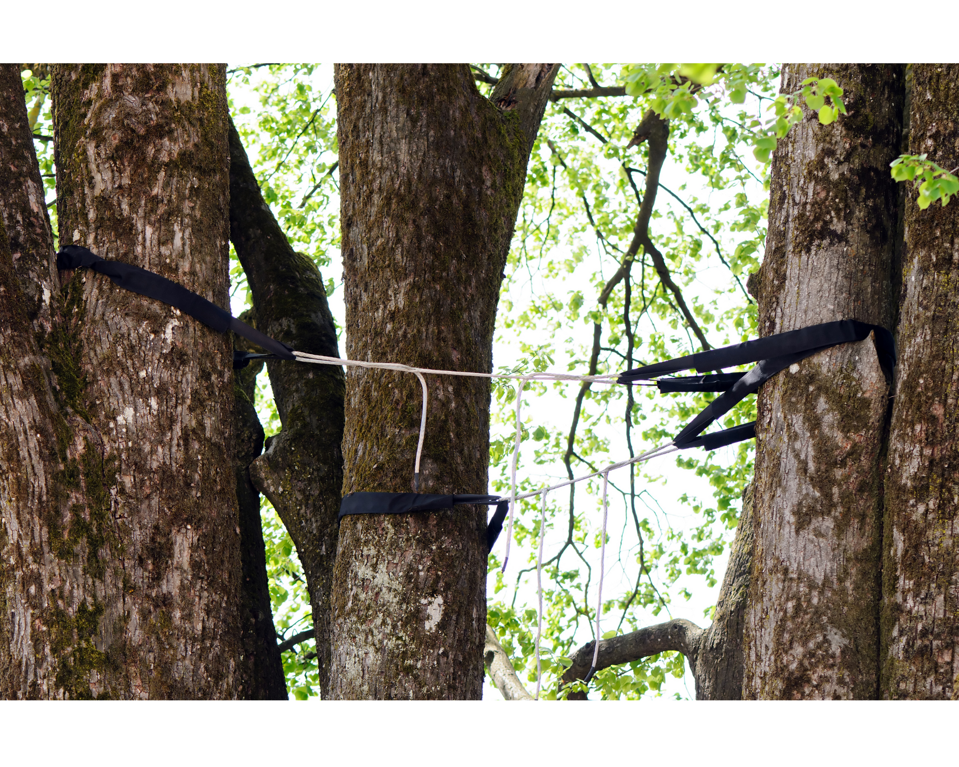 Tree cables in place to protect an older tree