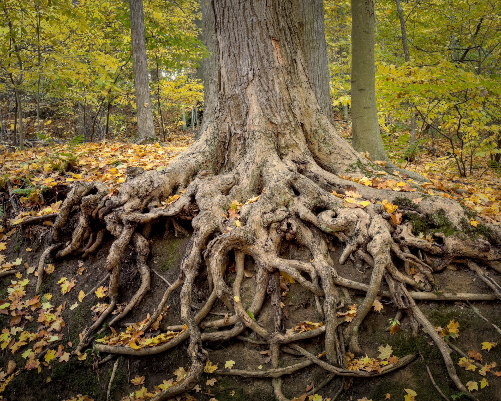 Root feeding a well developed tree in Carpenteria, CA