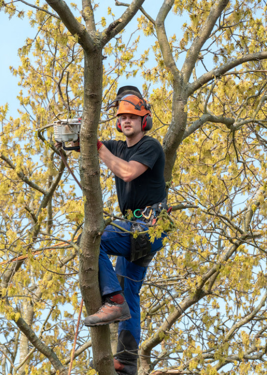 Arborist services in Ventura, CA