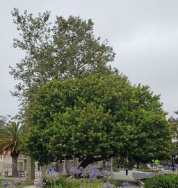 Tree in downtown Ventura