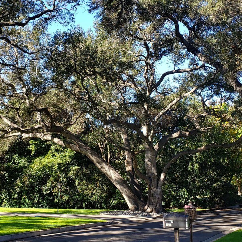 Ojai, CA protected oak trees