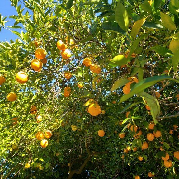 Professional fruit tree pruning and trimming