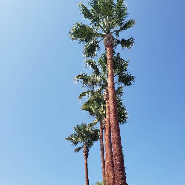 Skinned palm trees in Channel Islands Harbor, Oxnard, CA