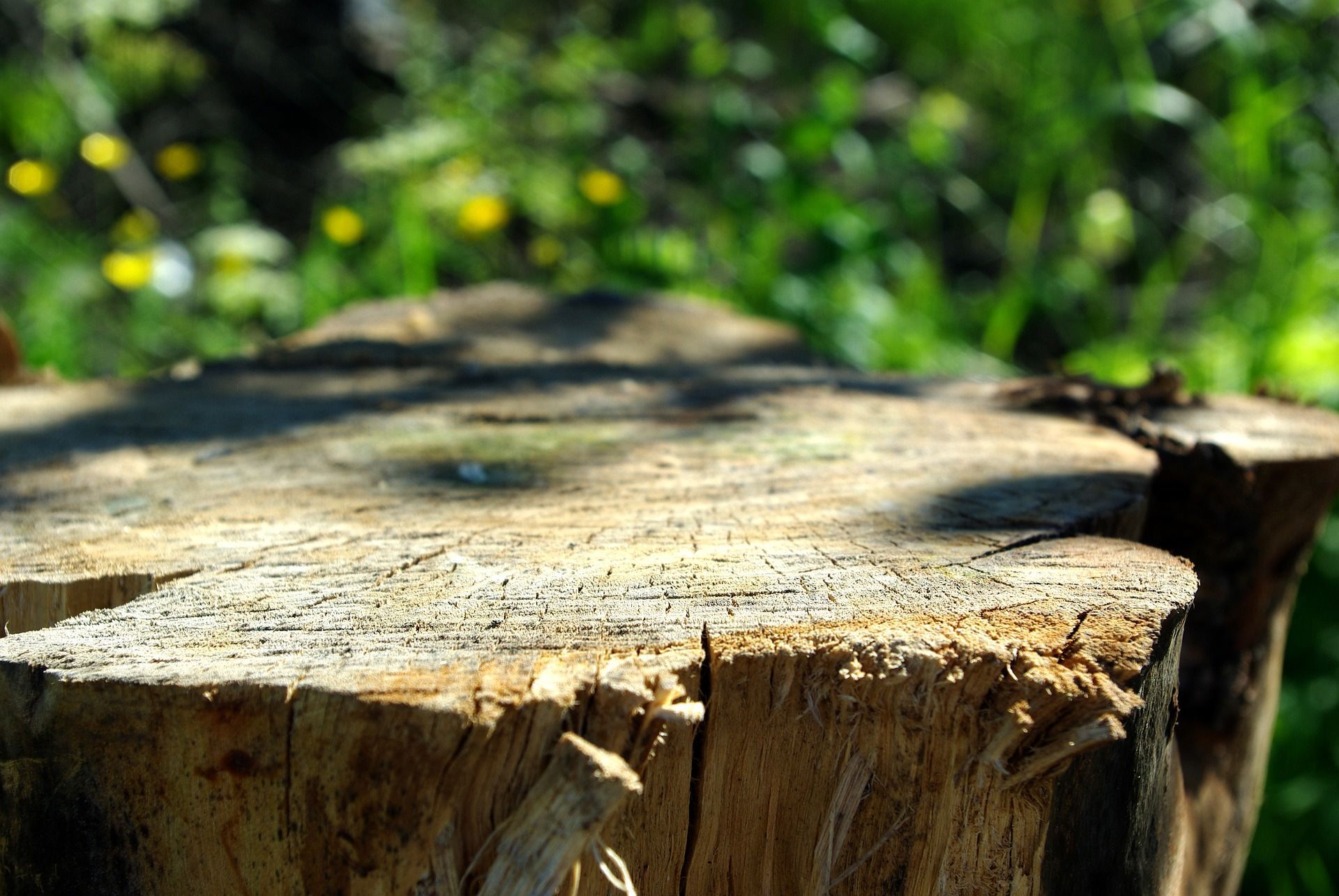 Stump that need to be removed in Santa Paula, CA