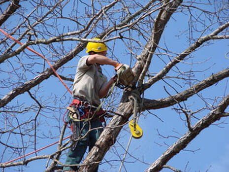 A man is cutting a tree branch with a chainsaw.