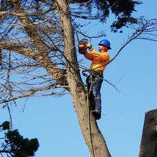 A man is climbing a tree with a chainsaw.