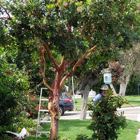 Tree trimming in Hollywood Beach, Oxnard, CA