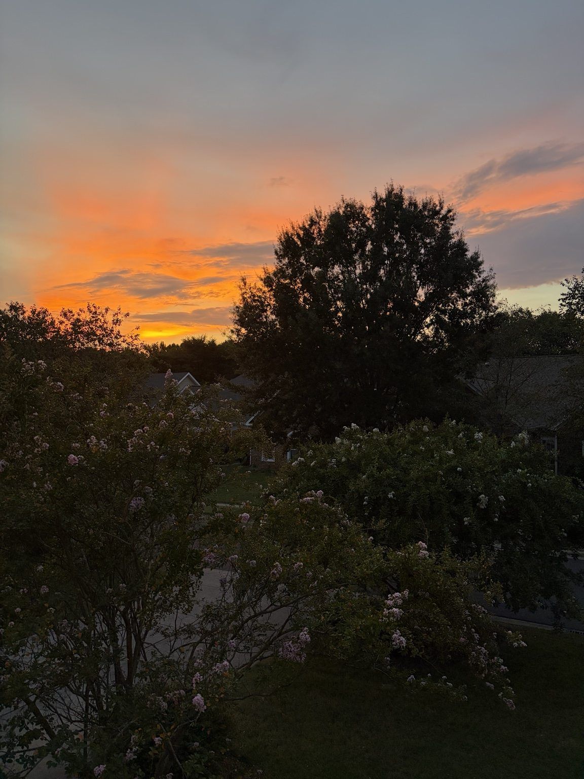 Sunset sky with orange clouds above silhouetted trees and a dark garden foreground