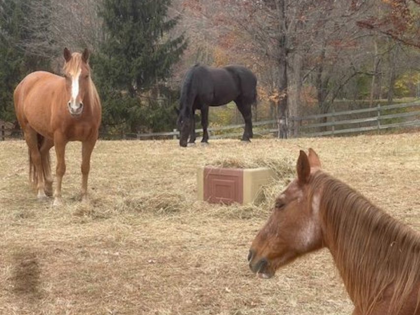 Three horses in a field: chestnut standing, black grazing, chestnut looking down. Brown and yellow field, trees in the background.
