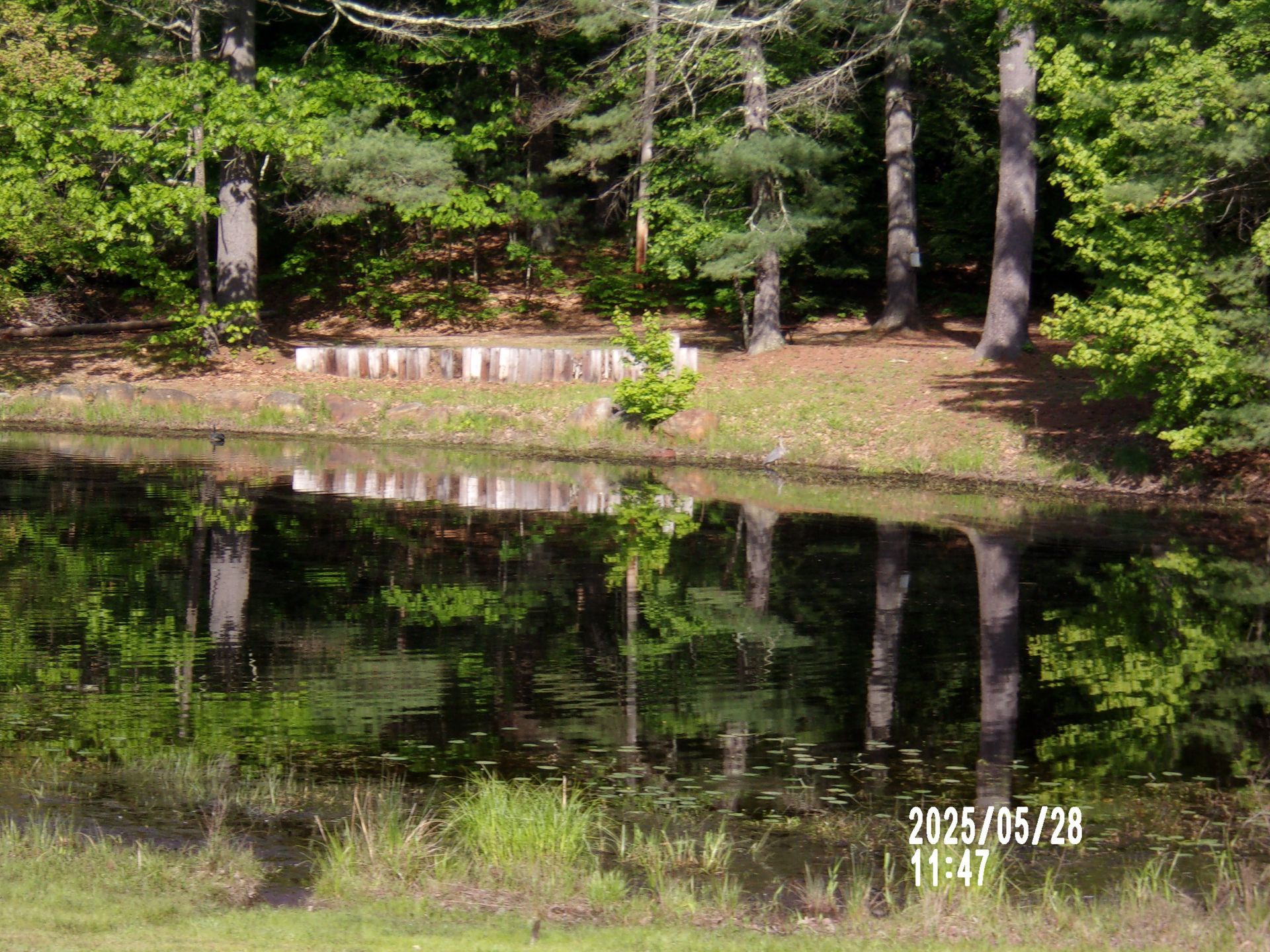 Calm forest pond reflecting trees, with a small stone wall along the far bank.