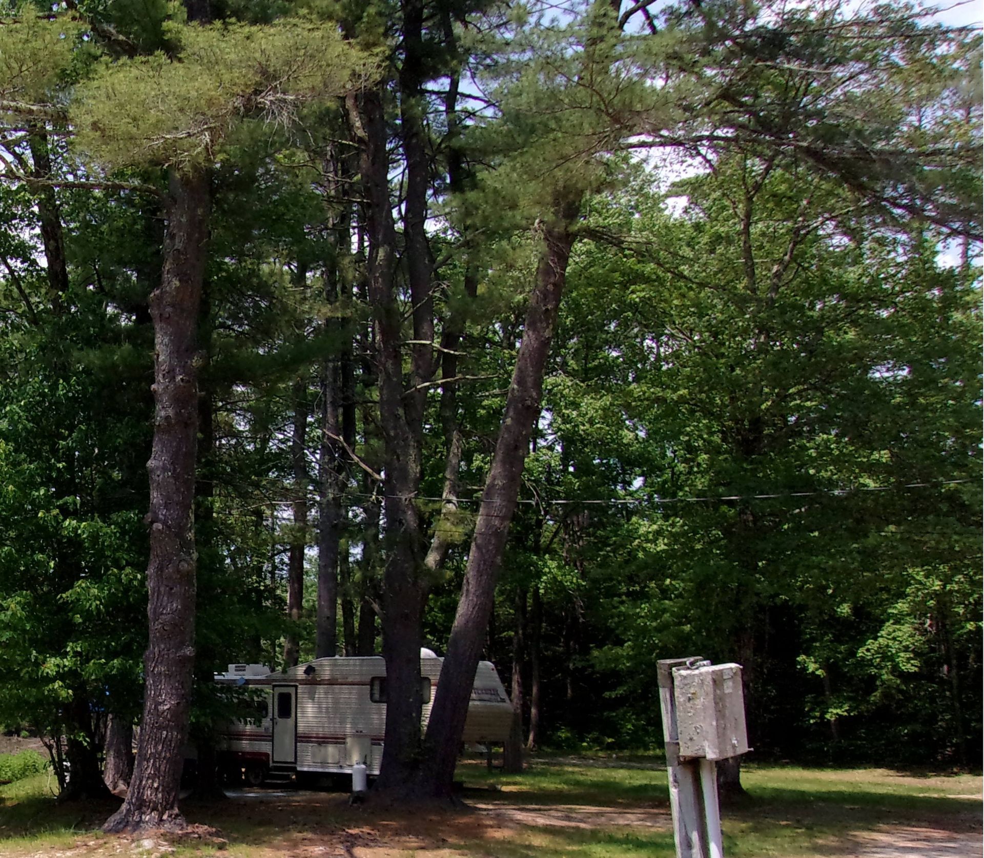 Wooded campsite with tall trees, a small trailer, and a wooden sign near a dirt clearing