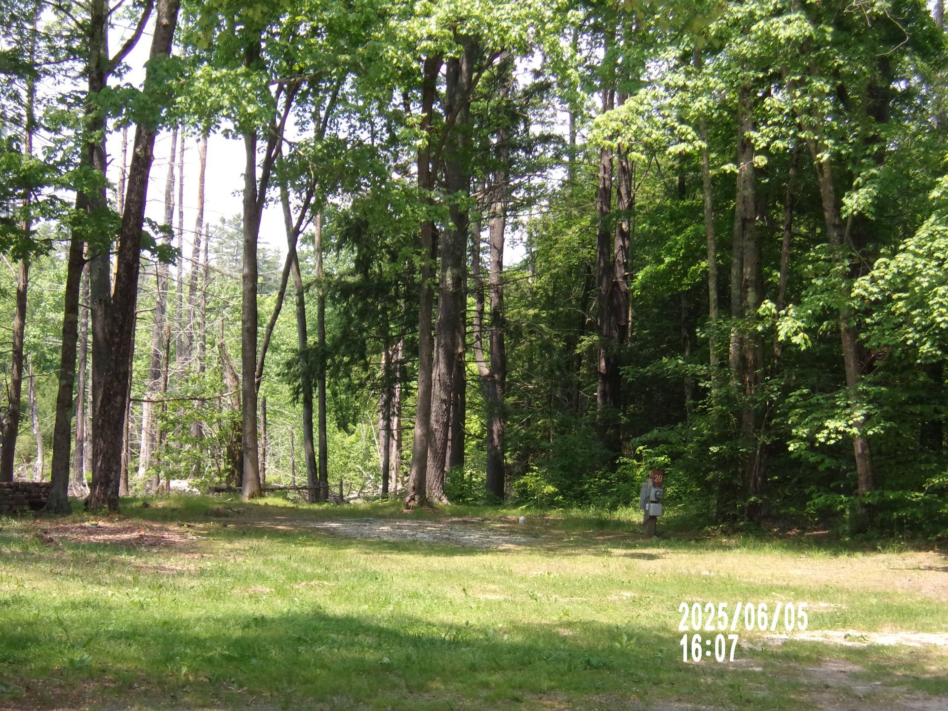 Wooded clearing with tall trees and green grass under bright sunlight