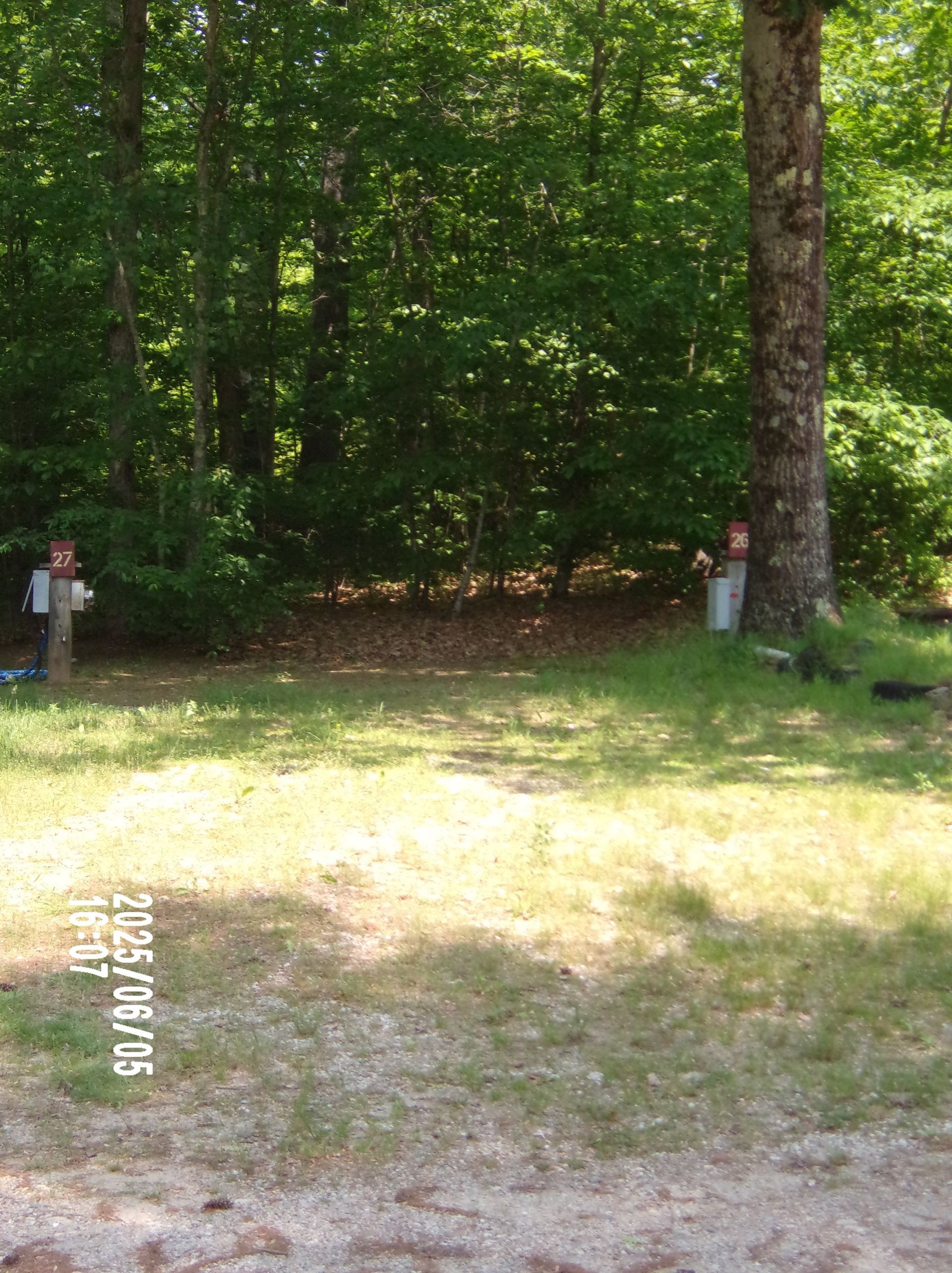 Wooded backyard with grassy clearing and two utility posts near trees