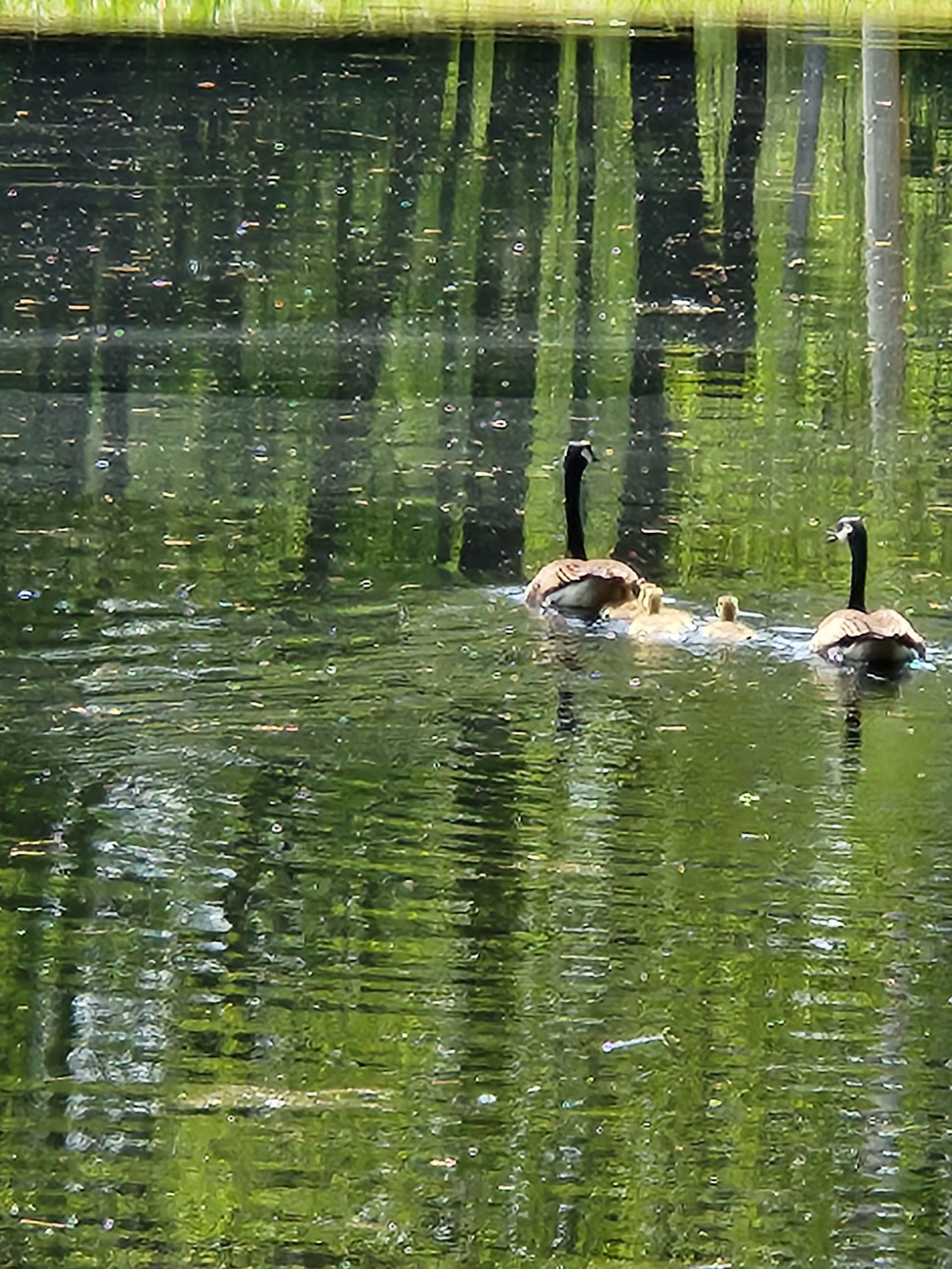 Two ducks swimming on a green, reflective pond with hanging reeds above.