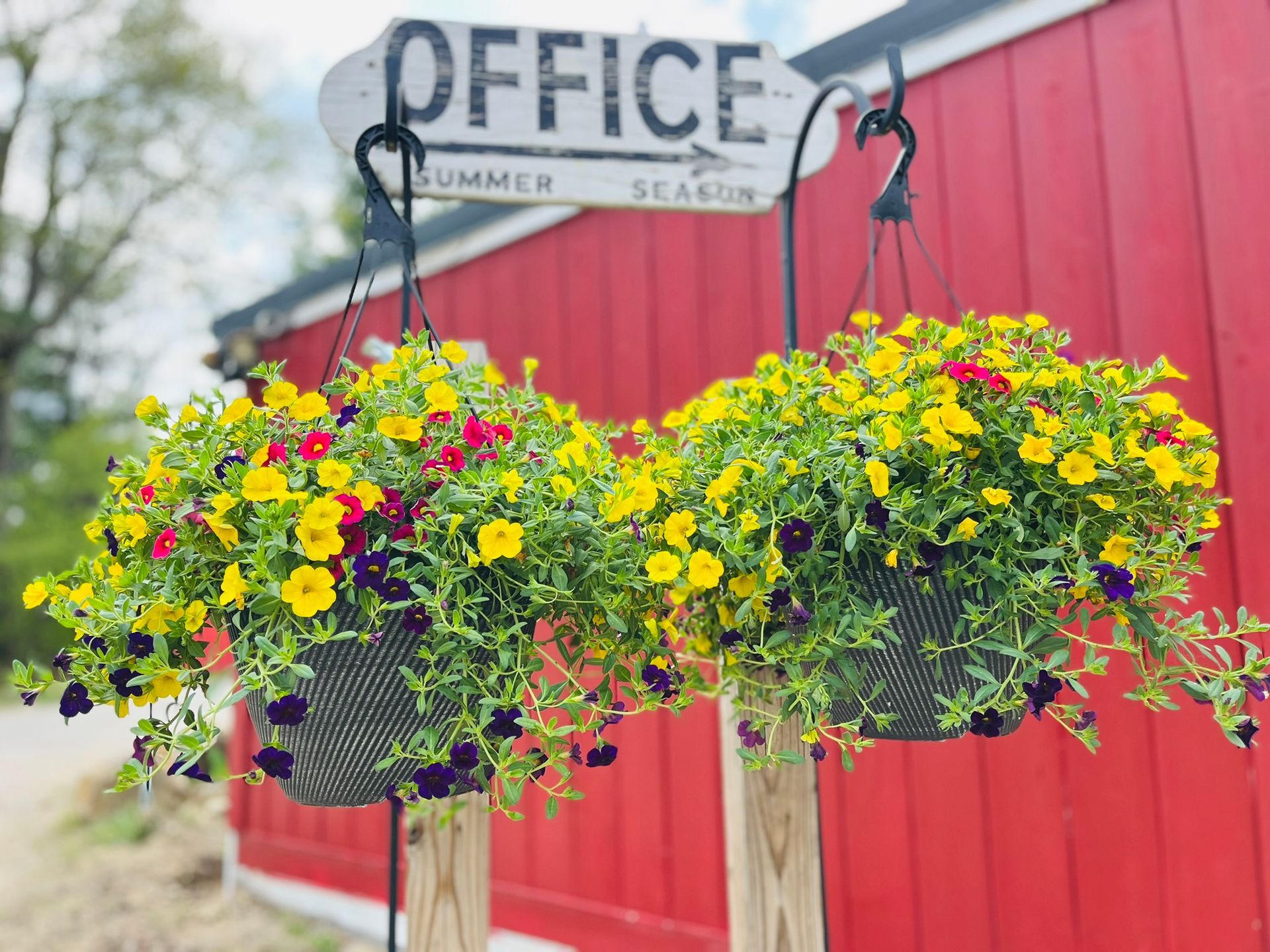 Two hanging flower baskets with yellow, pink, and purple blooms by a red building and office sign