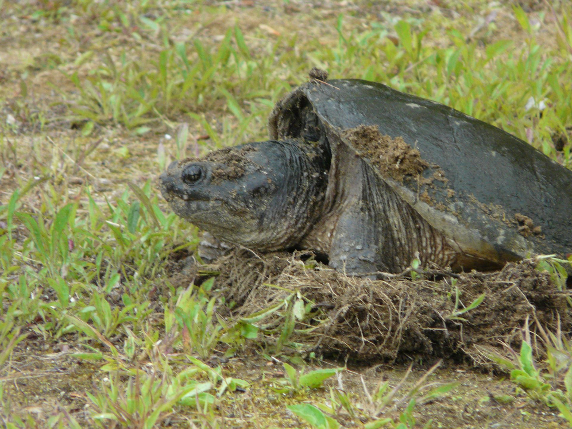 Large snapping turtle on grass, head out of shell, in a muddy wetland.