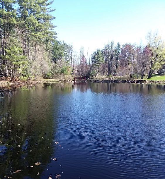 Calm blue pond surrounded by trees under a clear sky