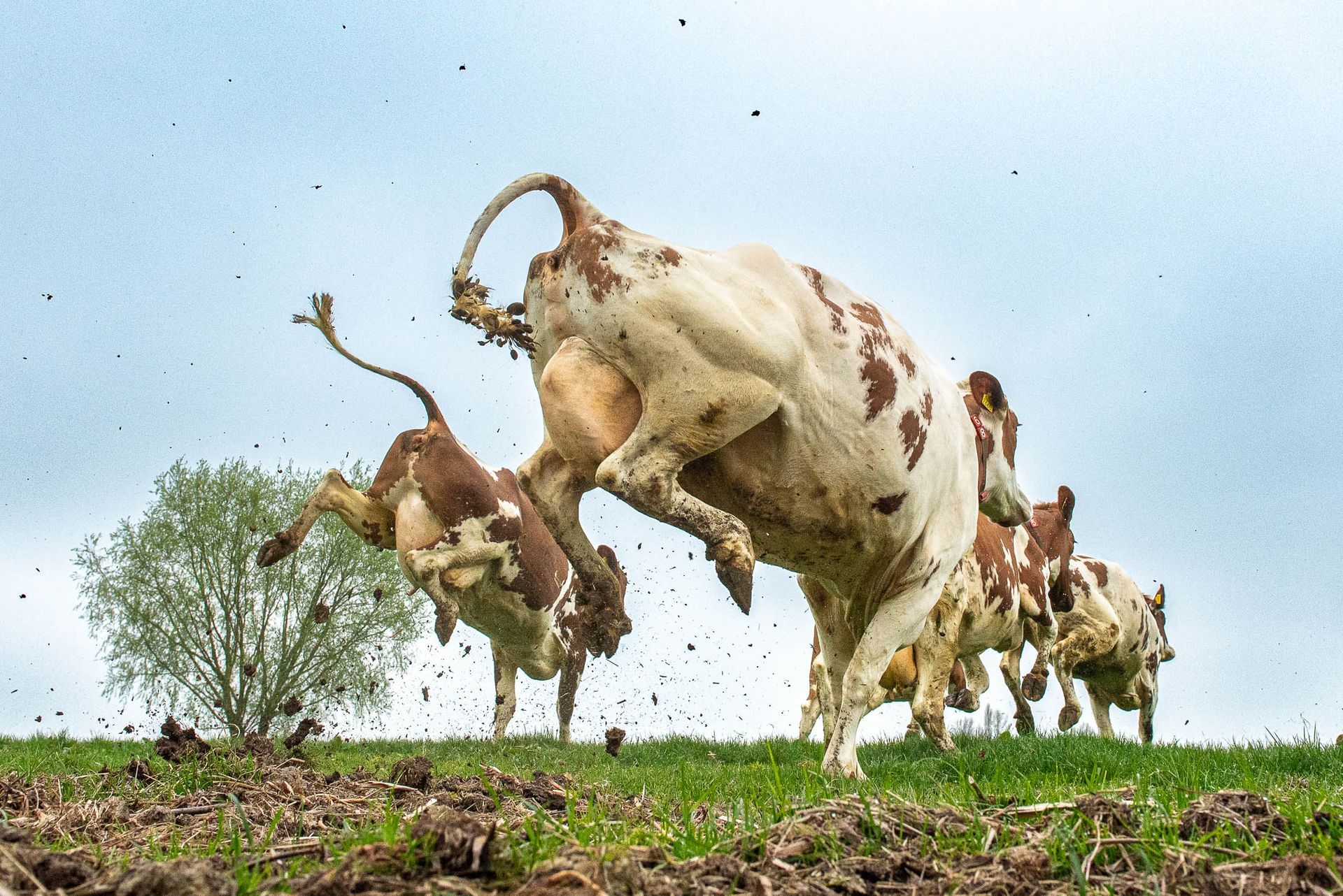 Een kudde koeien staat in een grasveld