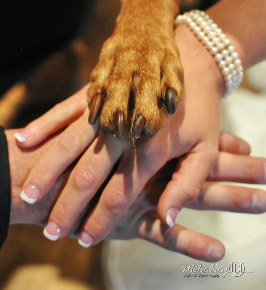 Two human hands layered on top of each other, topped by a dog's paw, with a pearl bracelet on one wrist.