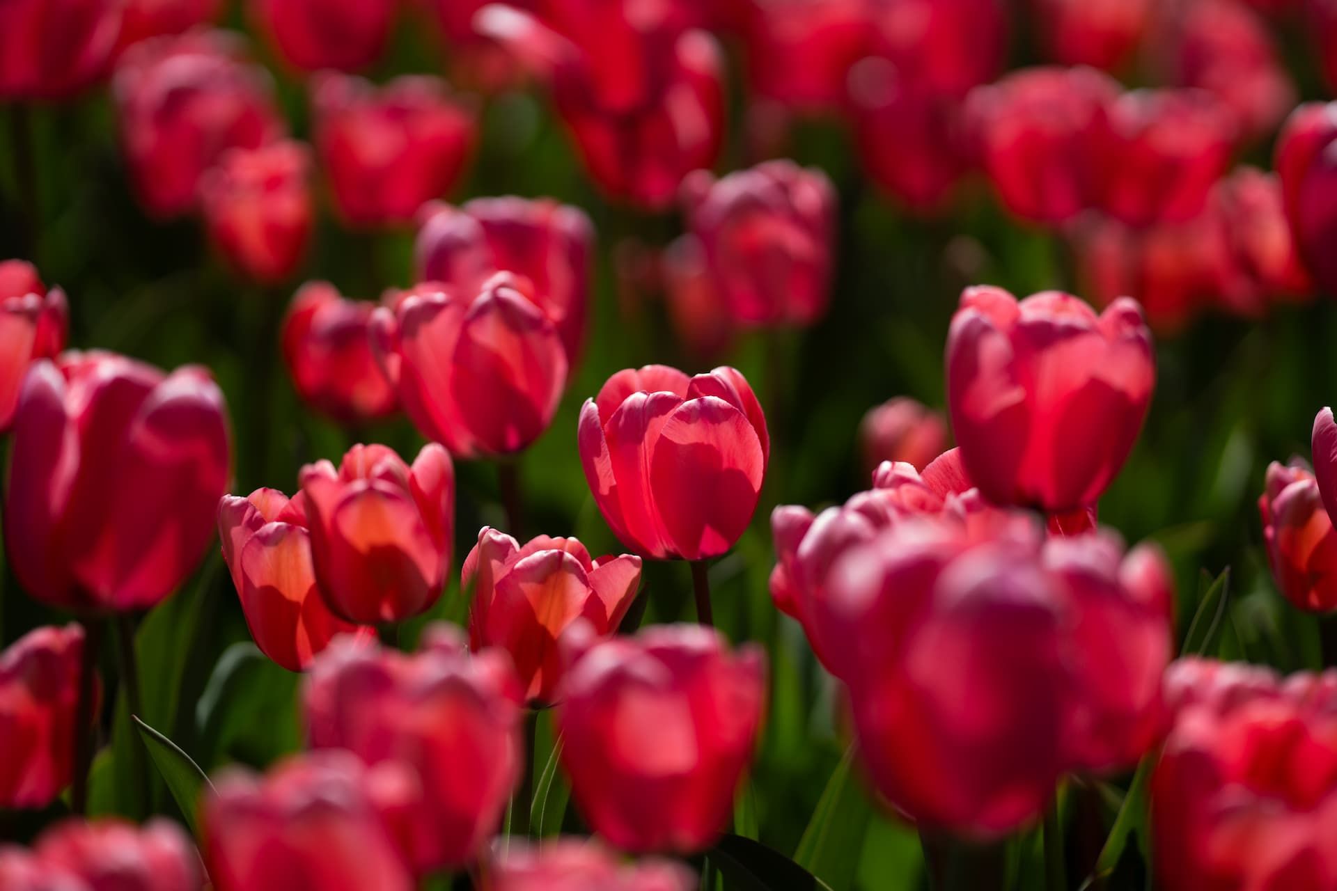 Field of red tulips in bloom with green stems and blurred background