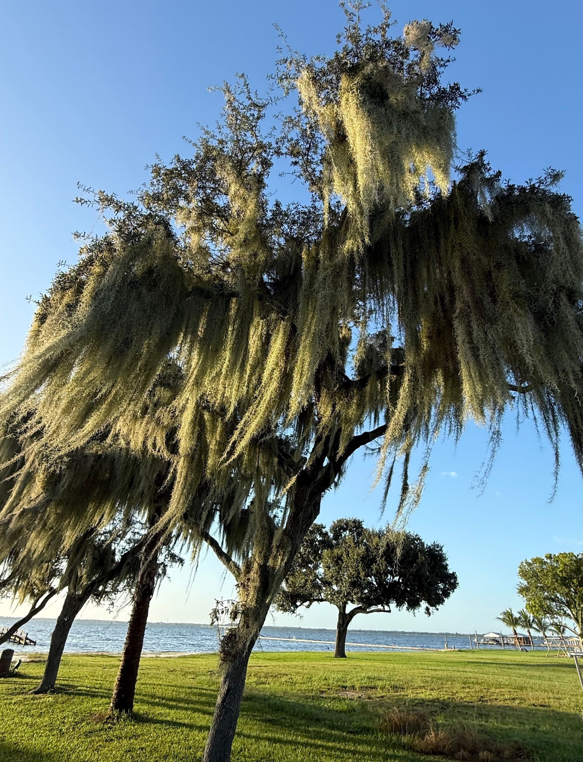 Trees with flowing Spanish moss, green grass, and water under a blue sky.