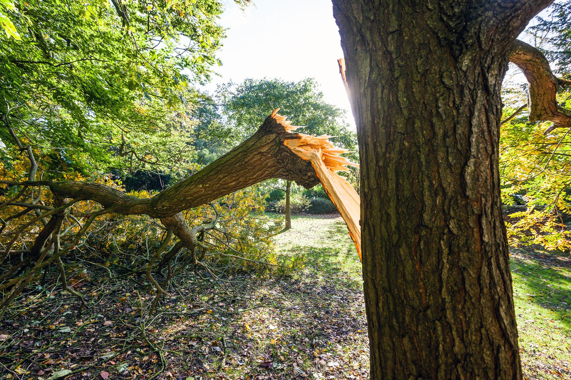 Broken tree trunk in a park with sunlight filtering through the trees.