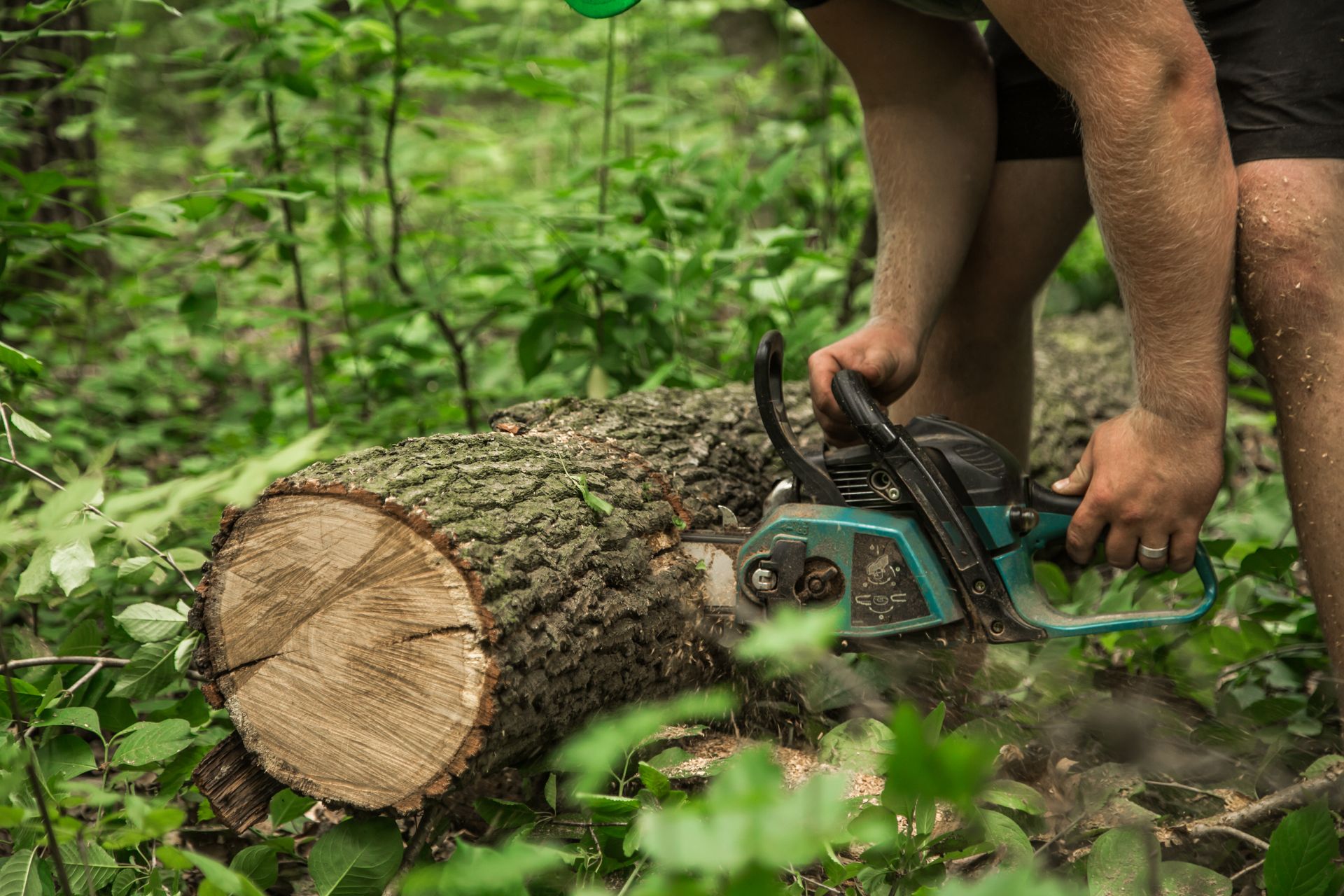 Person using a teal chainsaw to cut a log in a forest, with wood chips flying.